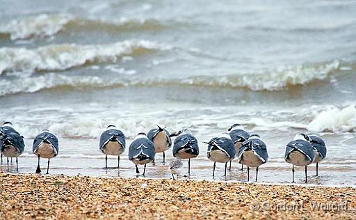 Telling Tails_34355.jpg - Gulls on a beach photographed along the Gulf coast near Port Lavaca, Texas, USA.
